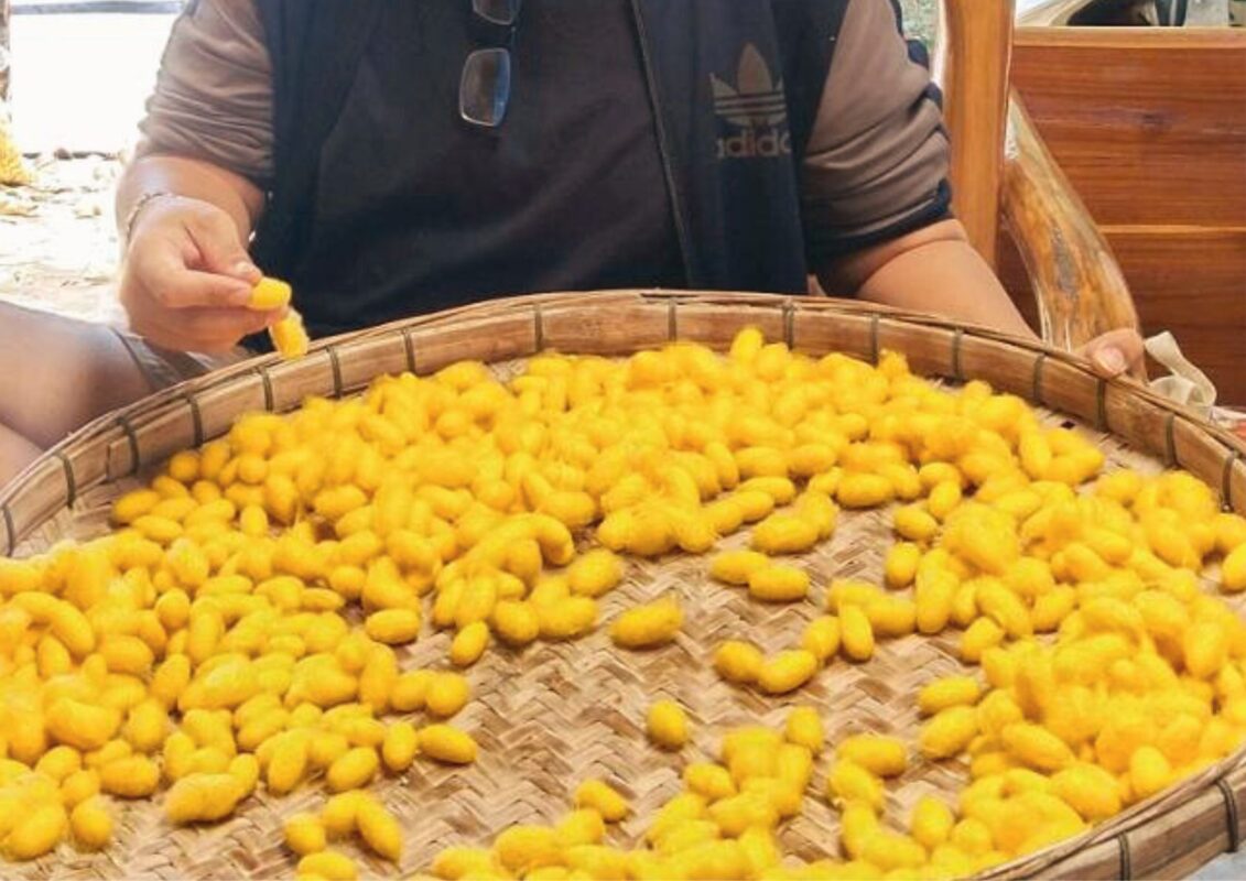 socoon ไหม ผ้าไหม the gallery