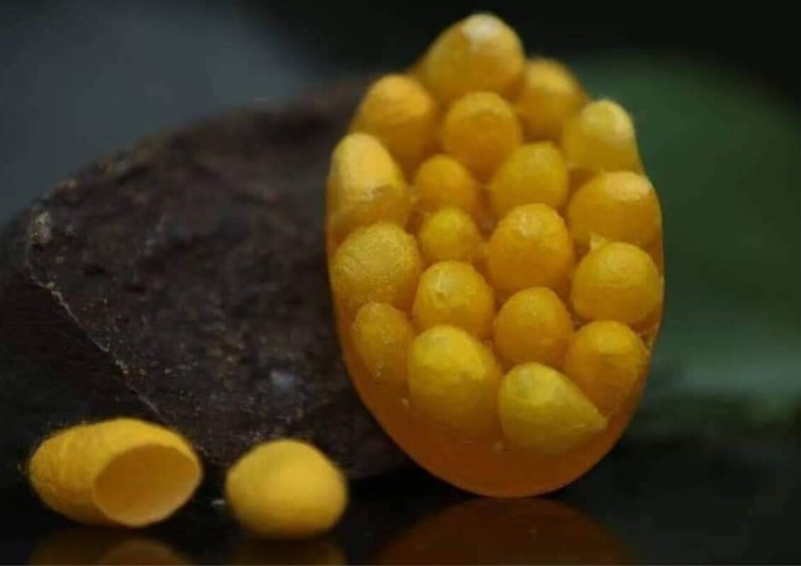 socoon ไหม ผ้าไหม the gallery-2